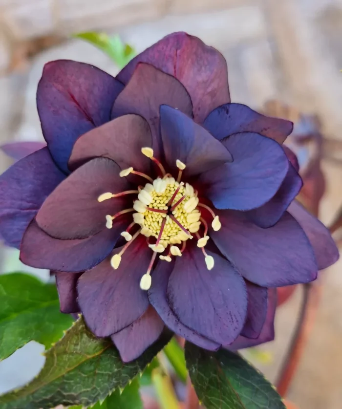 Helleborus Manon