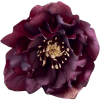 Helleborus Rhodé