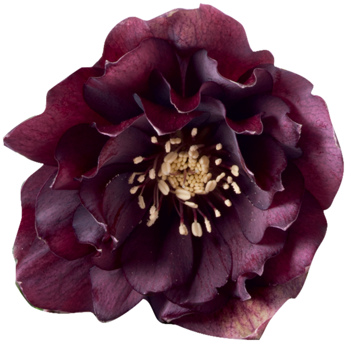Helleborus Rhodé