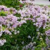 Saponaria officinalis 'Rosea Plena'