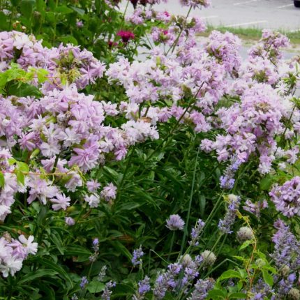 Saponaria officinalis 'Rosea Plena'