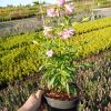 Saponaria officinalis 'Rosea Plena'