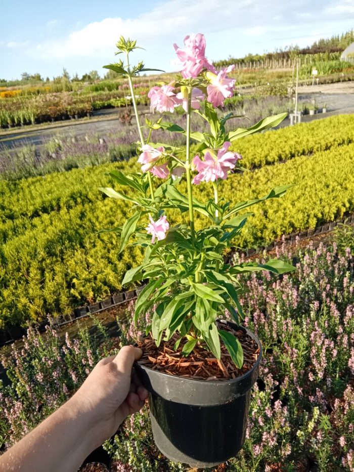 Saponaria officinalis 'Rosea Plena'