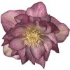 Helleborus Serah