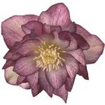 Helleborus Serah