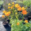 Trollius 'Orange Globe'