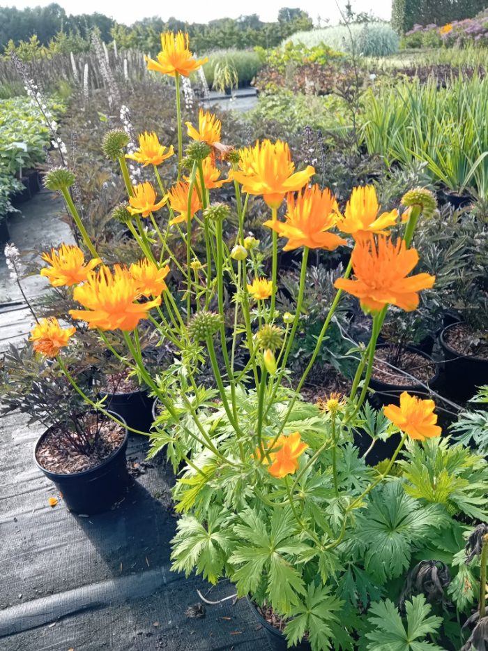 Trollius 'Orange Globe'