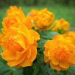 Trollius 'Orange Globe'
