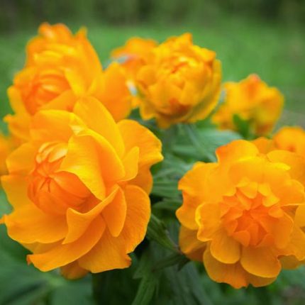 Trollius 'Orange Globe'