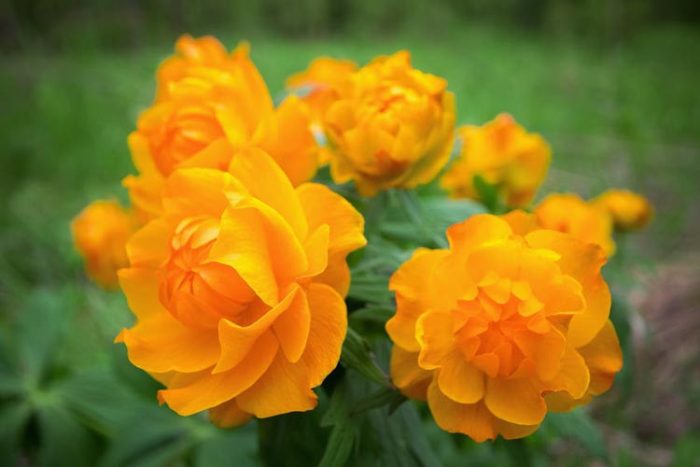 Trollius 'Orange Globe'