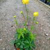 Trollius cultorum 'T. Smith'