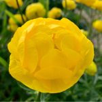 Trollius cultorum ‘T. Smith
