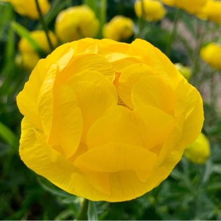 Trollius cultorum ‘T. Smith