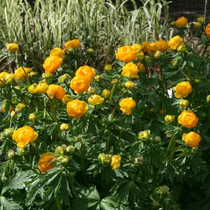 Trollius 'Orange Globe'