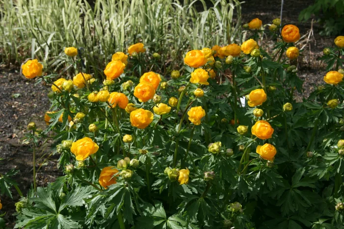 Trollius 'Orange Globe'