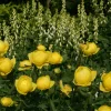 Trollius_x_cultorum_T._Smith