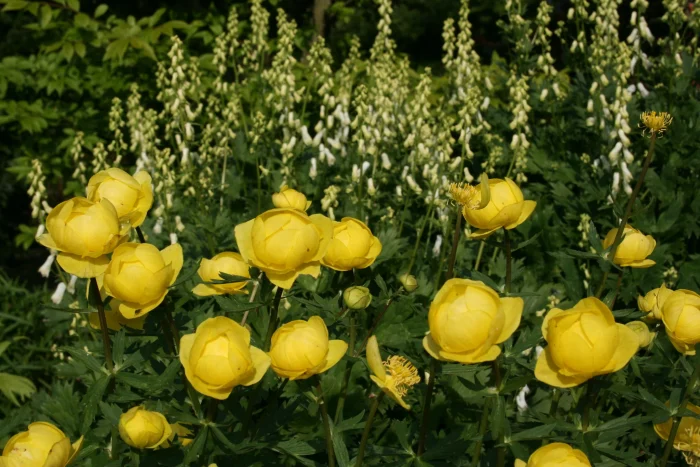 Trollius_x_cultorum_T._Smith