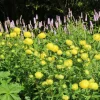 Trollius_x_cultorum_T._Smith