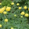 Trollius cultorum 'T. Smith'
