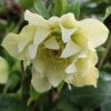 Helleborus Xanthia