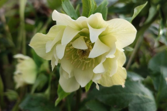 Helleborus Xanthia