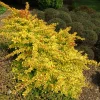 Berberis thunbergii 'Diabolicum'