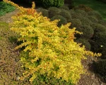 Berberis thunbergii 'Diabolicum'