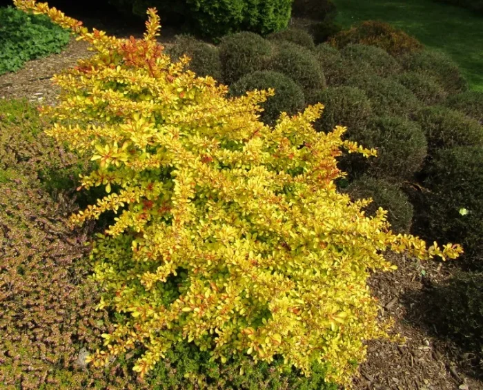 Berberis thunbergii 'Diabolicum'