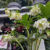 Helleborus Dafine