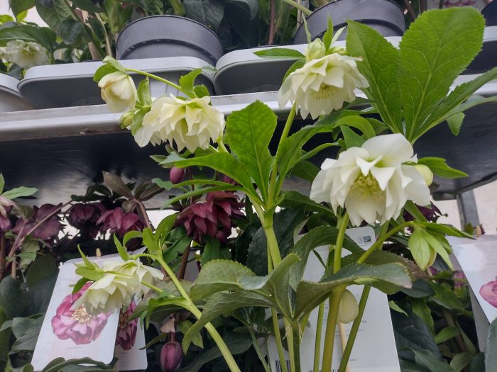 Helleborus Dafine