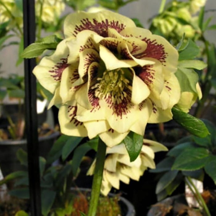 Helleborus Danique