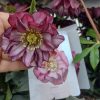 Helleborus Jaëlla