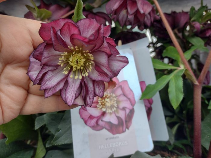 Helleborus Jaëlla