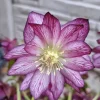 Helleborus Elise