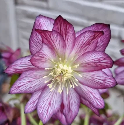 Helleborus Elise