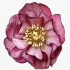 Helleborus Elise