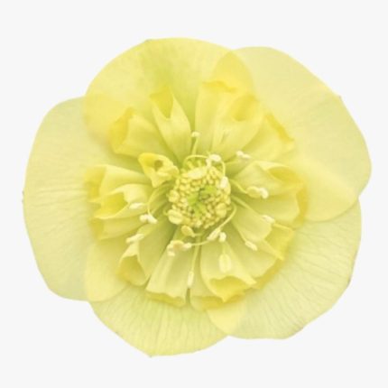 Helleborus ViV Lucrezia