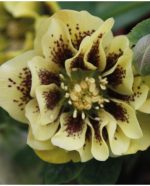 Helleborus Danique