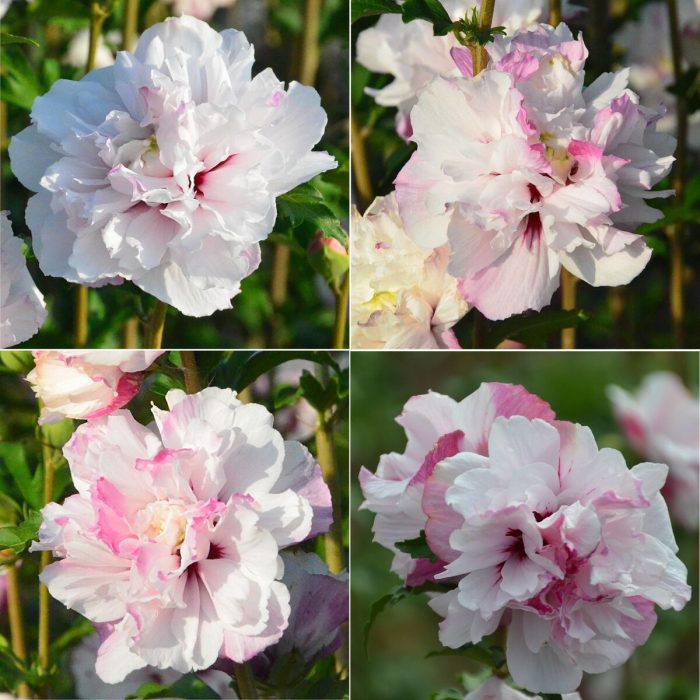 Hibiscus syriacus FRENCH CABARET PASTEL-C5 -livrarea din martie - imagine 2