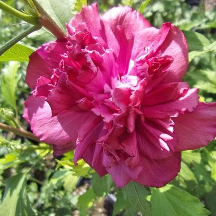 Hibiscus syriacus FRENCH CABARET RED