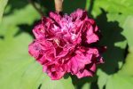 Hibiscus syriacus FRENCH CABARET PASTEL