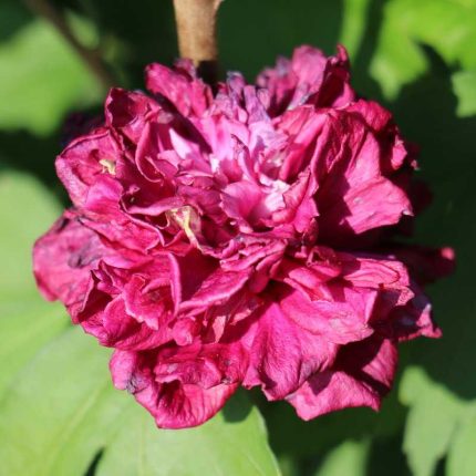 Hibiscus syriacus FRENCH CABARET PASTEL