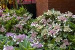 Hydrangea macrophylla LIGHT-O-DAY 'Bailday'