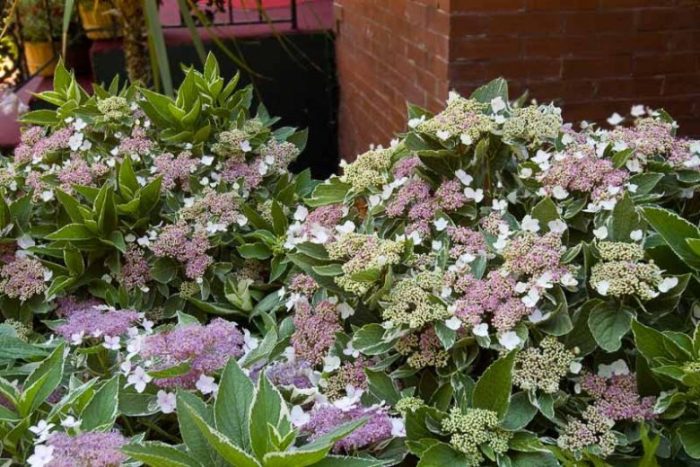 Hydrangea macrophylla LIGHT-O-DAY 'Bailday'