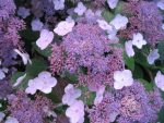 Hortensia villosa
