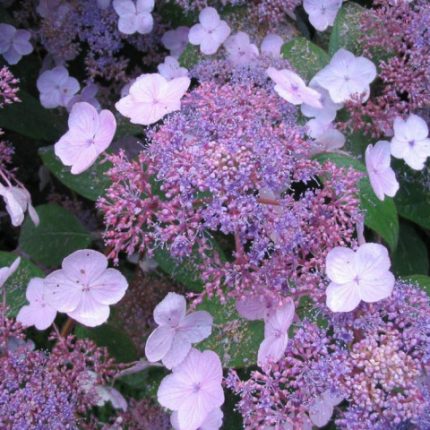 Hortensia villosa