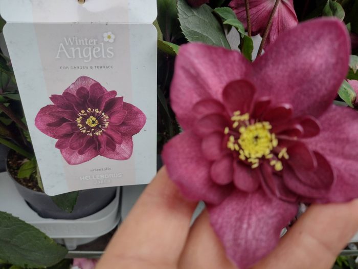 Helleborus Jaëlla
