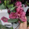 Helleborus Jaëlla