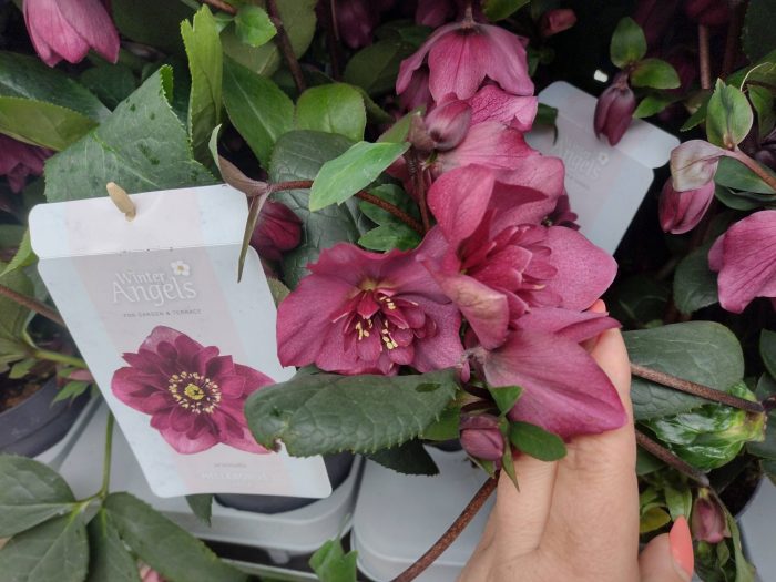 Helleborus Jaëlla