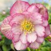 Helleborus Jska